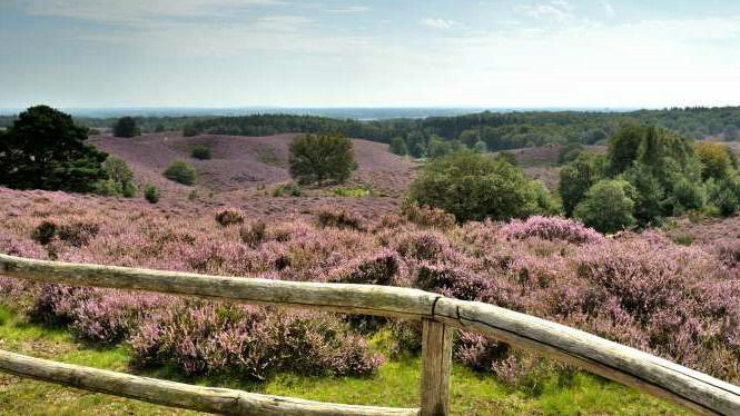 Veluwe 1