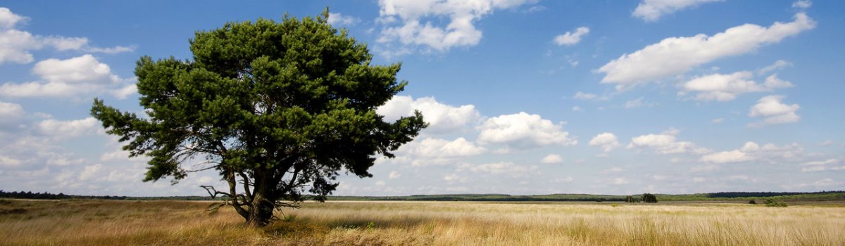 Veluwe 2